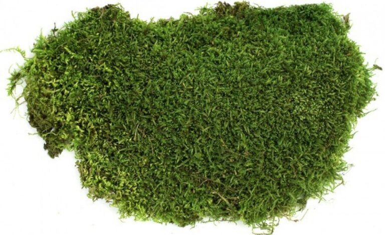 mandala-od-srdce-plochy-mech