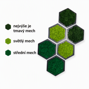 mechove-hexagony-popis